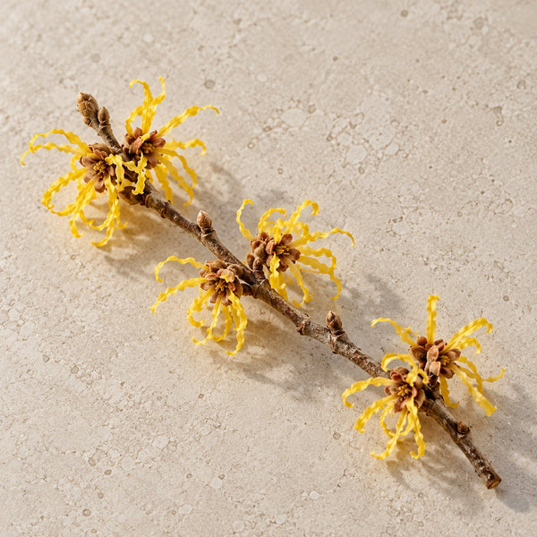 金缕梅花