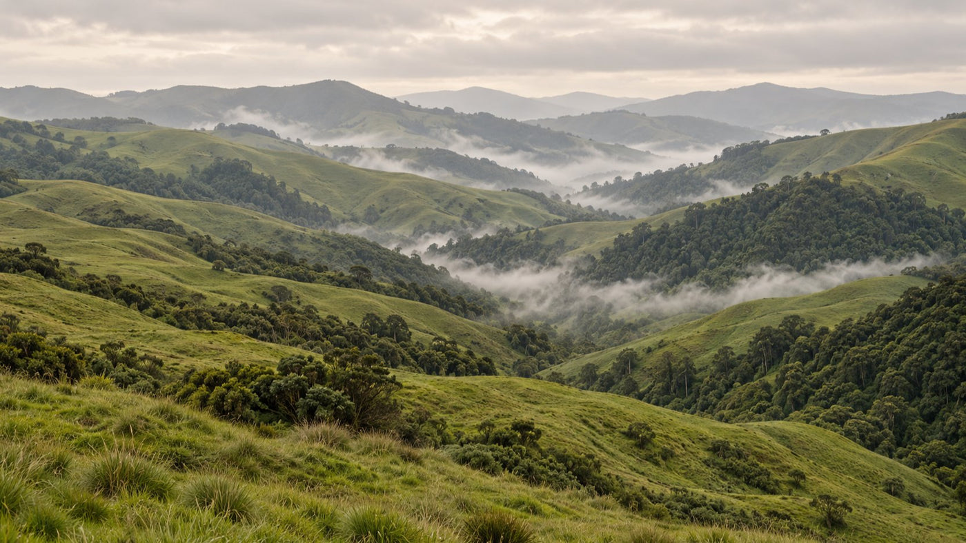 Hill country in the morning mist